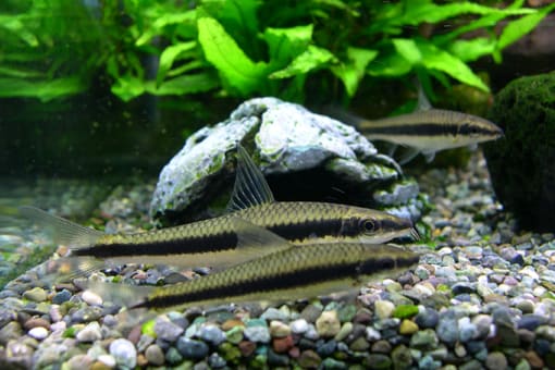 さようなら サイアミーズ中 ソウルで金魚 さようなら サイアミーズ中 ソウルで金魚