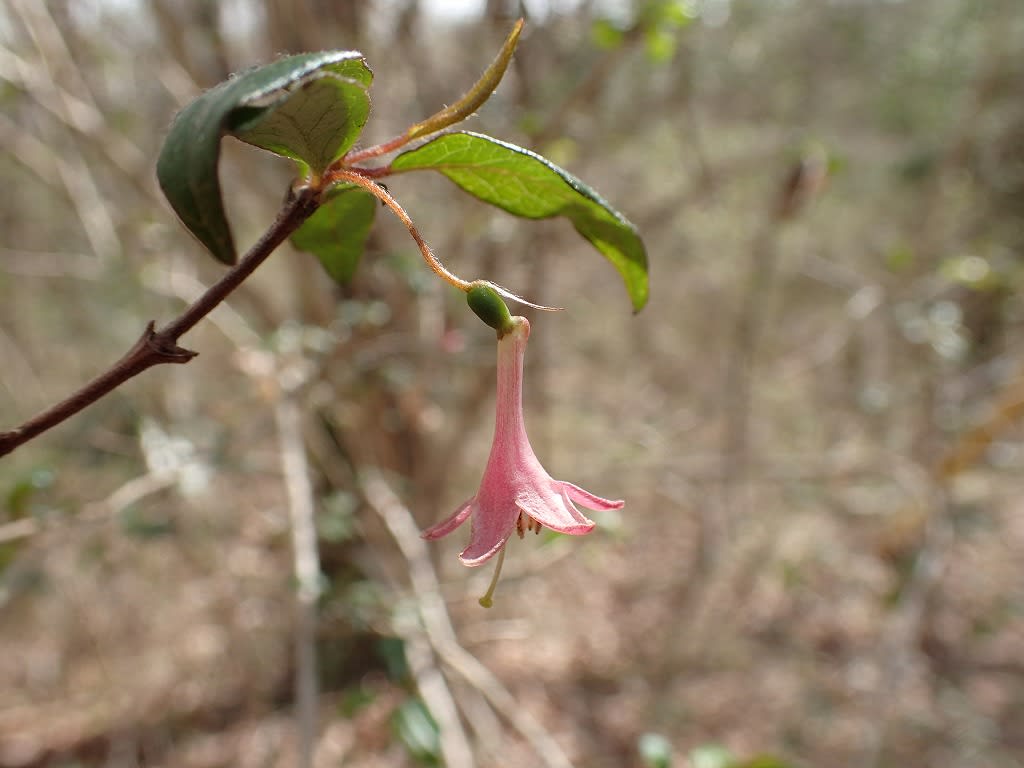 目立ちませんが 良く見ると至る所にウグイスカグラの花が咲いています 自然発見 自然遊び2 目立ちませんが 良く見ると至る所にウグイスカグラの花が咲いています 自然発見 自然遊び2