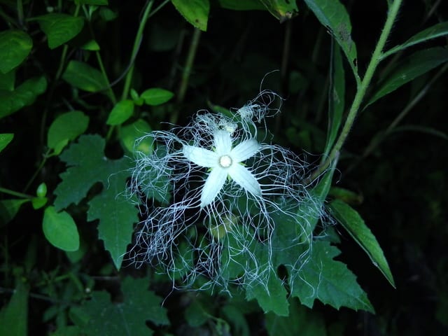 カラスウリ（雄花）