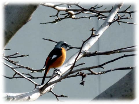 冬の渡り鳥 冬の風物詩 紋付羽織のかわいい冬鳥 ジョウビタキ 日々是好日 とっつあんの雑記帳 冬の渡り鳥 冬の風物詩 紋付羽織のかわいい冬鳥 ジョウビタキ 日々是好日 とっつあんの雑記帳