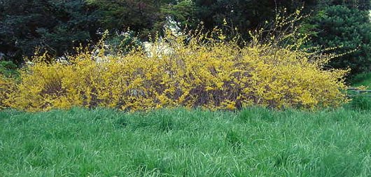 春を告げる けなりの花 ｇｏｒｏ ｓ 花 ｄｉａｒｙ
