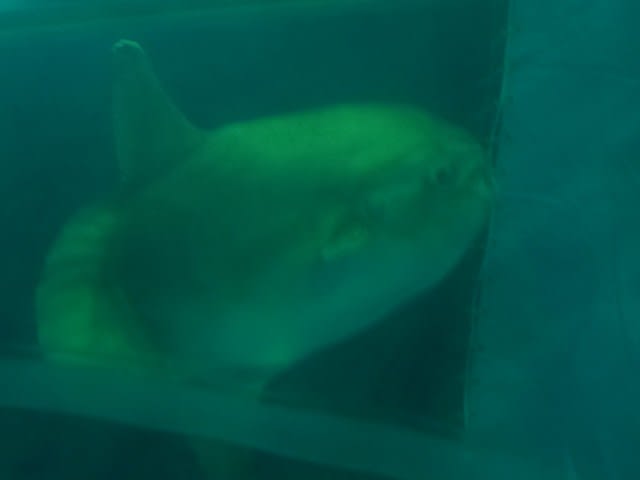 越前松島水族館 コンペイトウハウス現る 水族館とか動物園を巡って