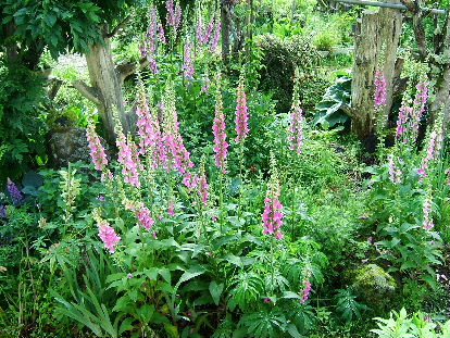 バラとジギタリスの庭 小さな庭の花日記 バラとジギタリスの庭 小さな庭の花日記
