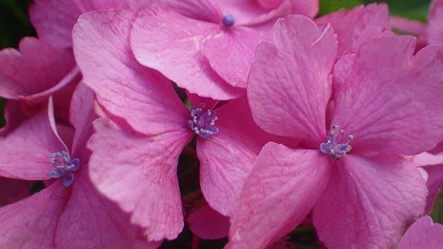 アジサイの 装飾花 と 真花 癌春 がんばる 日記 by 花sakag アジサイの 装飾花 と 真花 癌春 がんばる 日記 by 花sakag