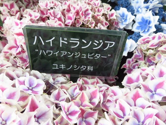 アジサイ(ハワイアンジュピター)