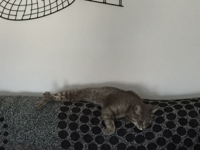 人魚姫 じゃなくて猫魚姫 猫のいる生活 In スペイン
