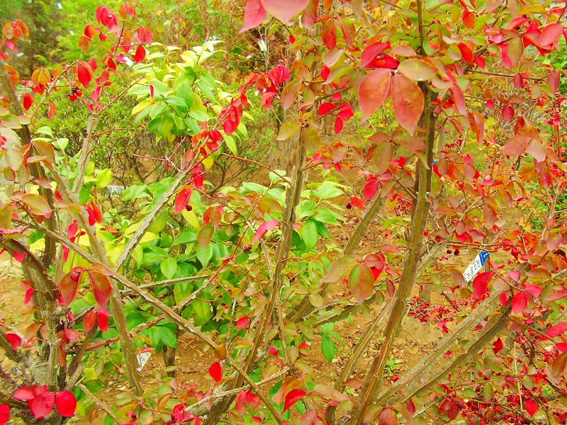 ニシキギ は 錦木 と書くほど 紅葉の代表樹です ダッペの悠友ライフ