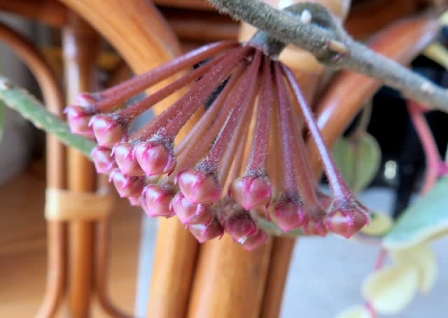 サクララン 桜蘭 たけじいの気まぐれブログ