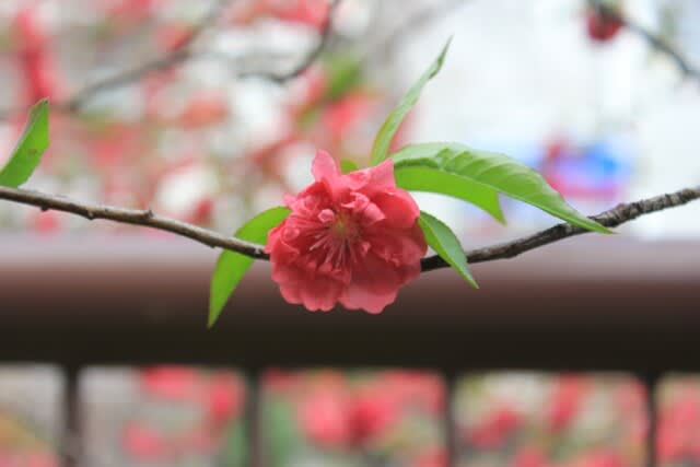 桜 中目黒から代官山 渋谷と散歩しました Gooブログはじめました