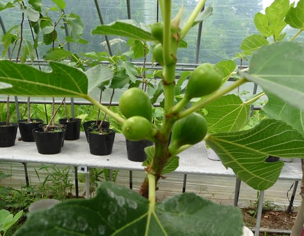 いちじくの鉢植え 花 野 果ガーデン