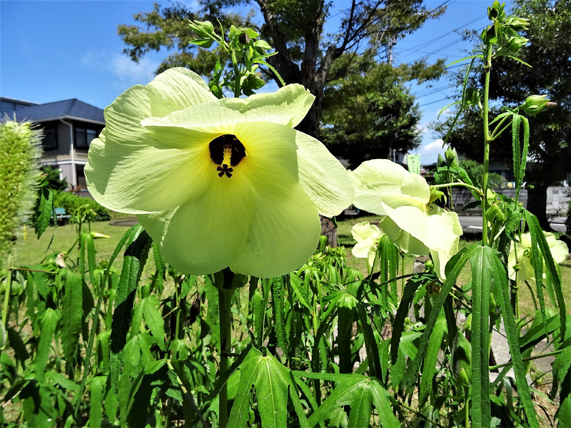 花オクラ お花や日々の出来事を