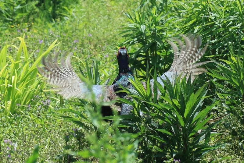 キジのドラミング ホロウチ 三連発 激写 しまなみ海道 生口島 発 フォトブログ