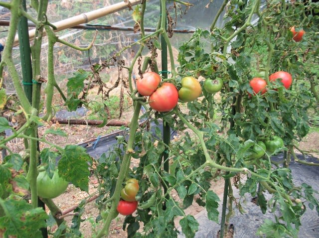 トマト連続摘芯栽培は葉かきと第１１花房の収穫 里山悠々録