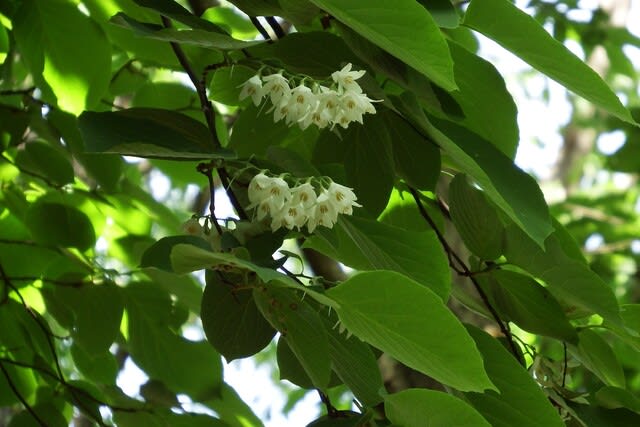 白雲木 ﾊｸｳﾝﾎﾞｸ ほぼ満開 季節の花