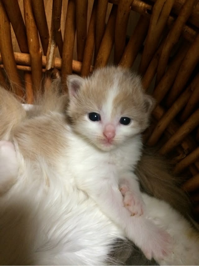 生後3週間目の子猫 Cattery First Myu ノルウェージャンフォレストキャット スコティッシュフォールド