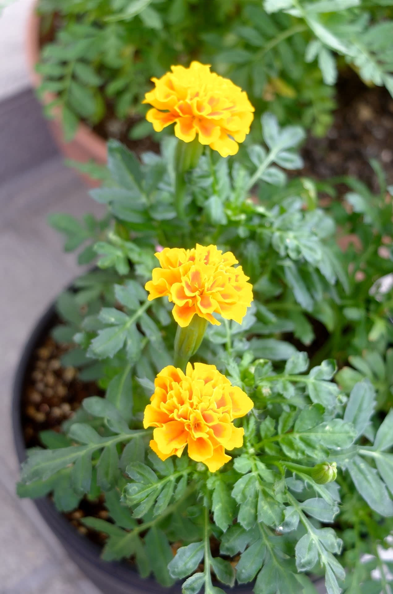 マリーゴールド その後 つぶれ梅の花いじり草いじり マリーゴールド その後 つぶれ梅の花いじり草いじり