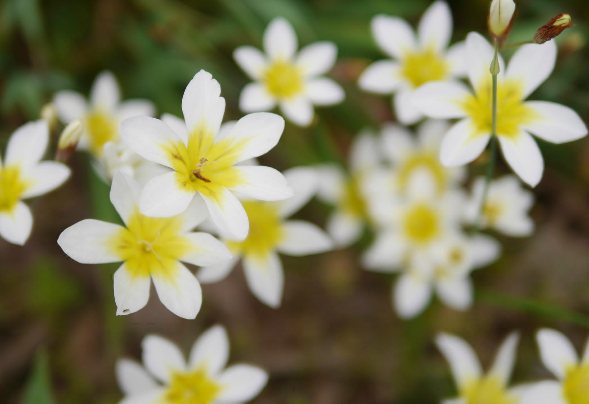 小さな白黄色のお花 ほんわかほっこり