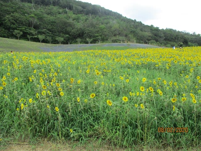 田舎暮らしの不動産三重県志摩市売却相談査定、賃貸売買の御相談不動産売却相談査定、賃貸売買の御相談土地三重県志摩市阿児町鵜方２９９２番地７<br>
家安マァート<br>
