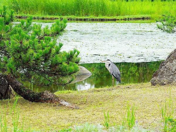 富山中央植物園の生き物 なんでもかんでも手帳