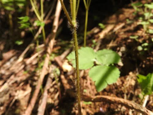 高ボッチ高原・鉢伏山の植物 イカリソウ(碇草、錨草)