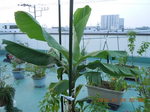 鉢植えバナナ46枚目の葉 バルコニーで フルーツ栽培記