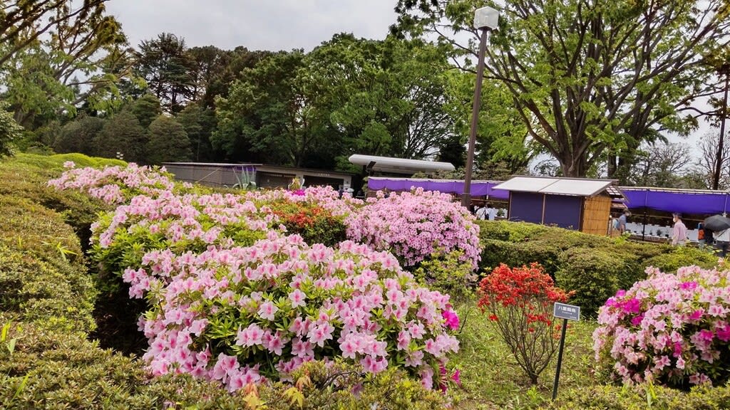 神代植物公園にて、「つづじ＆バラ」を愛でる！ - SDTMの気まま空間-2