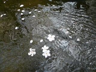 川面に浮かぶ桜の花びら にゃんこの昼寝