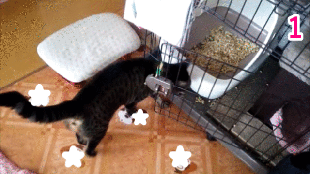 りんちゃんのひととき のブログ記事一覧 キジトラ猫のりんちゃん りんちゃんのひととき のブログ記事一覧 キジトラ猫のりんちゃん