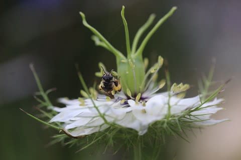 ニゲラ不思議な花 霧の中の恋それとも茂みの中の悪魔 どちらがピッタリの名前でしょう お散歩日記 復興の日目指して