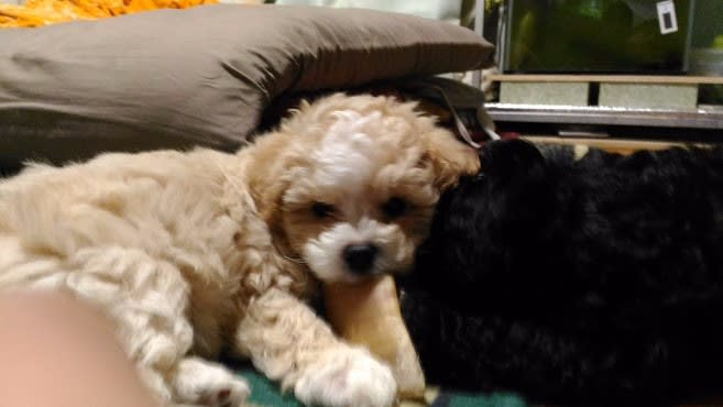 トイプードル 子犬 クリーム ホワイト パーティーカラーとブラック の紹介 長野県 トイプードル 子犬の紹介