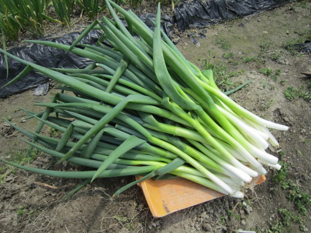 九条ネギを定植しました 干しネギ栽培 大好き 野菜の時間