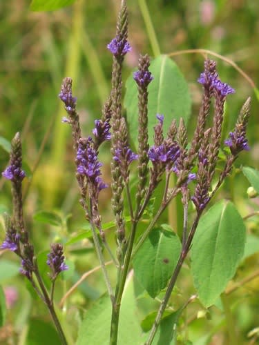 Blue Vervain