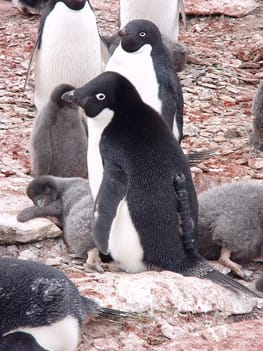 11年3月のブログ記事一覧 ペンギン通信