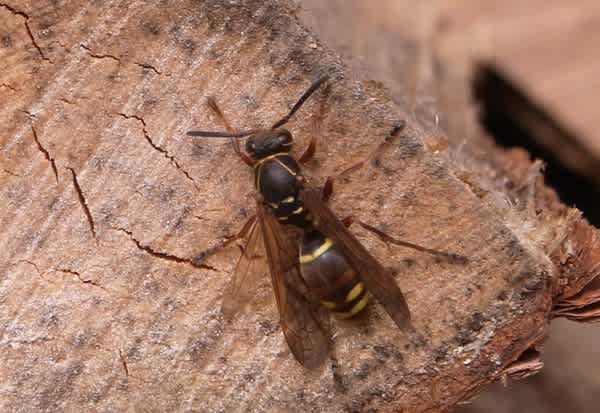 コアシナガバチ 北の森での散策日記 コアシナガバチ 北の森での散策日記