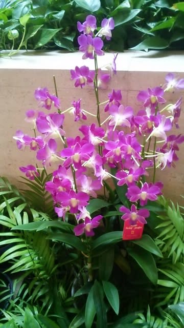 デンファレ 梅田 植物のパワーと癒しの世界 デンファレ 梅田 植物のパワーと癒しの世界