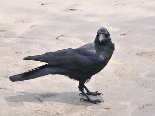 カラスが書き物机に似ているのはなぜ マグリットの空と雲