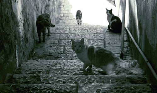 イタリアは猫天国 ミラノはミラノ