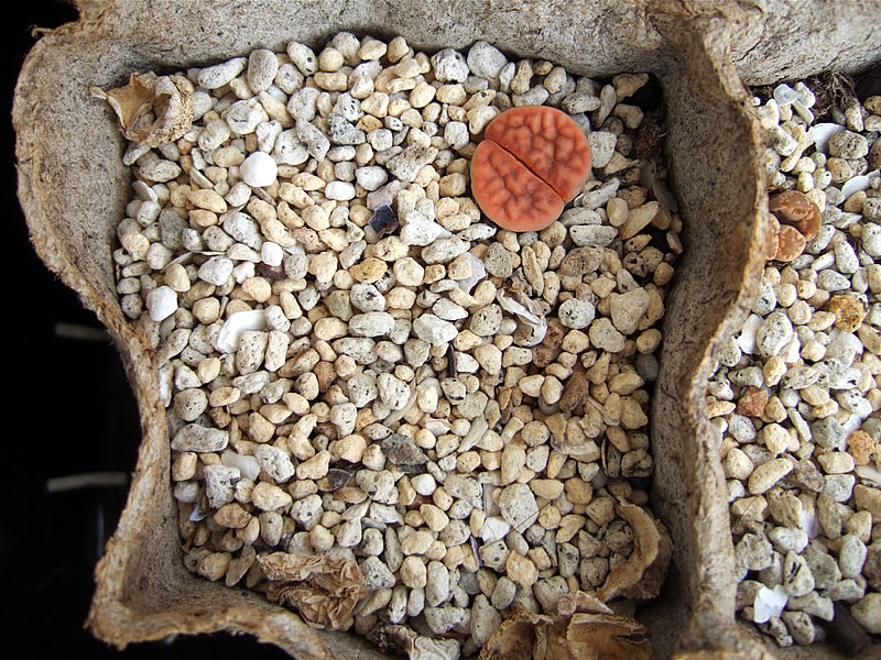 THE LITHOPS ～生ける宝石リトープス（THE GENUS LITHOPS 生ける