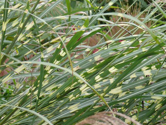一関市室根町のタカノハススキ 鷹の羽薄 Peaの植物図鑑