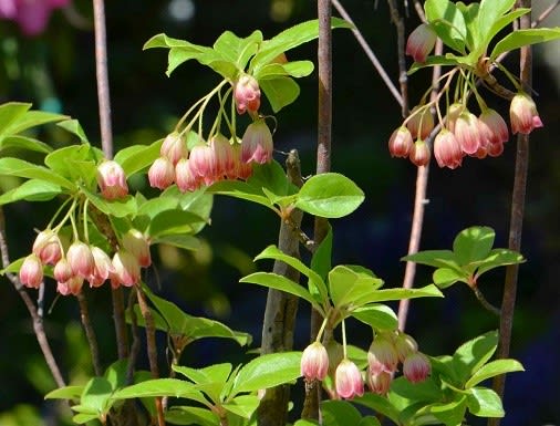 鉢植えのツツジ ８ ドウダンツツジ 口紅錦 Koba の庭 春夏秋冬