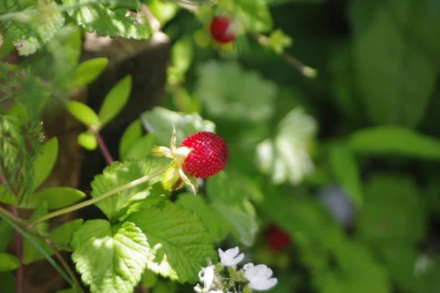 ヘビイチゴ の効能 小さな庭の花日記２