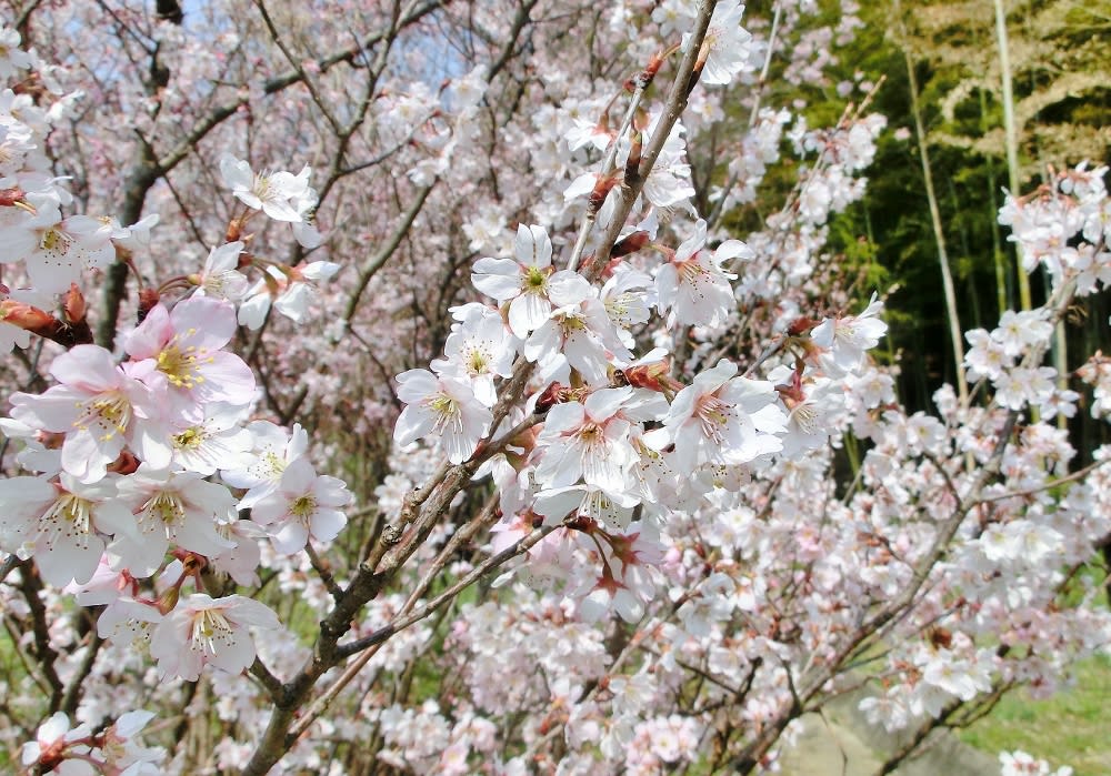 コヒガンザクラ 小彼岸桜 バラ科 ひげ爺さんのお散歩日記