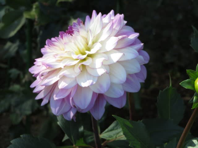 白い花弁の末端がほんのりとピンクに染まるダリア 片思い ダリア シリーズ61 野の花 庭の花