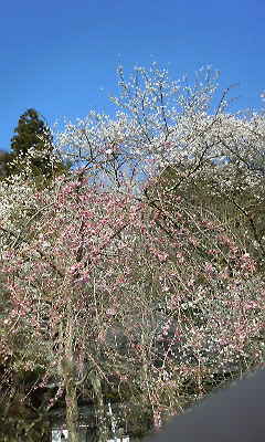 小諸、懐古園の桜