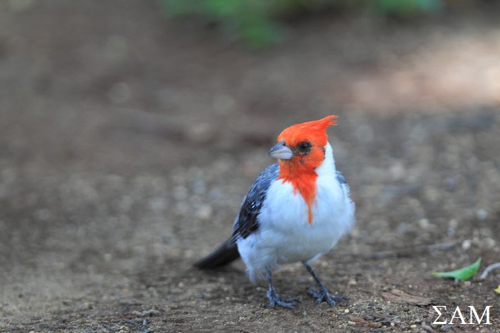 オアフ島の鳥たち Vol1 コウカンチョウ 鳥撮り S Blog