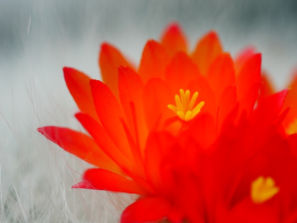 今年もサボテンの花 色々お散歩