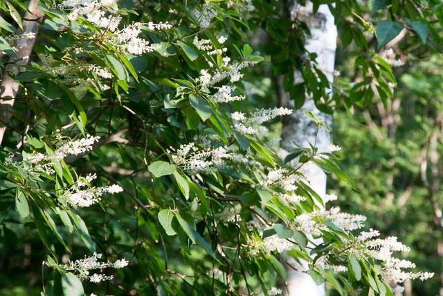 リョウブ 梅に似た小さな白い花を咲かせた フルートおじさんの八ヶ岳日記