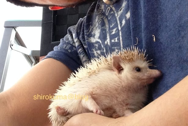 Hedgehog はりねずみのこと のブログ記事一覧 心の刺 背中の針 Hedgehog はりねずみのこと のブログ記事一覧 心の刺 背中の針