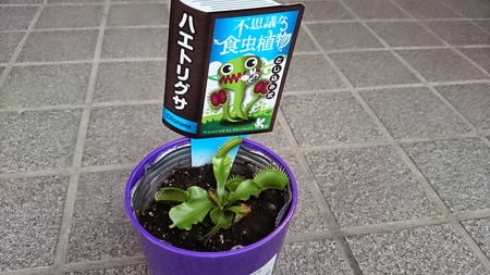 食虫植物の画像