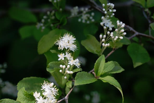 サワフタギ 白い小さな花がびっしりと咲く フルートおじさんの八ヶ岳日記